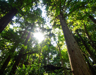 Fototapeta premium A tree with a sun shining on it