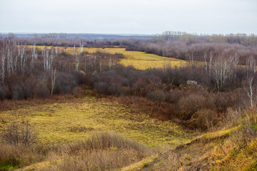 Autumn landscape. Dry yellow grass and trees without leaves.