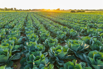 Rows of healthy cabbage plants thrive in a sprawling farm field, illuminated by the golden glow of a setting sun