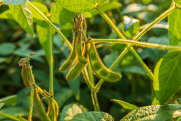 Lush soybean plants display healthy green pods, thriving in a summer field under warm sunlight,...