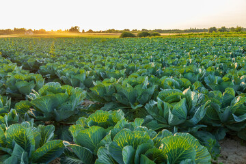 Vibrant green cabbages flourish in a vast field as the sun sets, casting a warm glow over the farm...