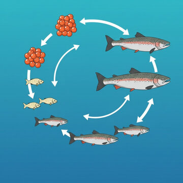 Salmon  Life Cycle Vector Illustration Showing Stages From Egg To Spawning Adult, Minimal Flat Design With Clean Arrows, Blue Water Theme