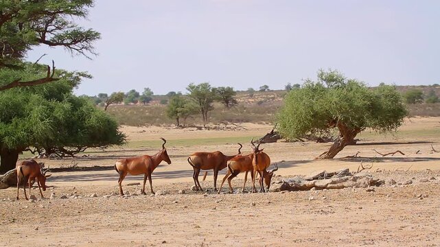 Small group of Hartebeest walkiing to waterhole in Kgalagadi transfrontier park, South Africa; specie Alcelaphus buselaphus family of Bovidae
