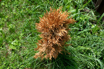 A thuja, arborvitae tree is drying up, turning yellow and brown.