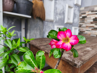 Beautiful Red Adenium Flower with Blur Background