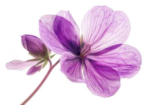 Delicate purple wildflower with multiple petals and a bud isolated on transparent background