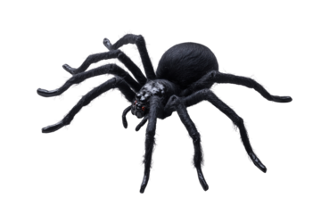 Realistic black fuzzy spider with red eyes and white markings isolated on a transparent background arachnid