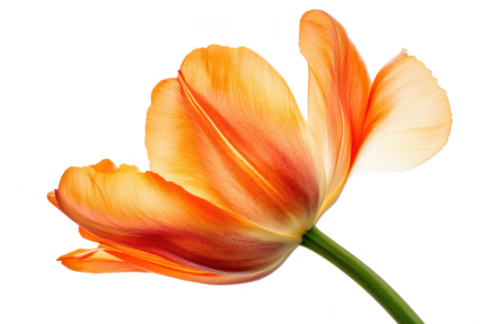 Vibrant orange tulip petals unfurling gently showing delicate texture and color gradients isolated on transparent background