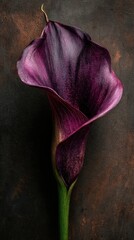 Purple Calla lily portrait with dark background. Decoration or beauty products