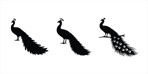 peacock vector set hand drawn illustration on white background, peacock silhouette vector icon.