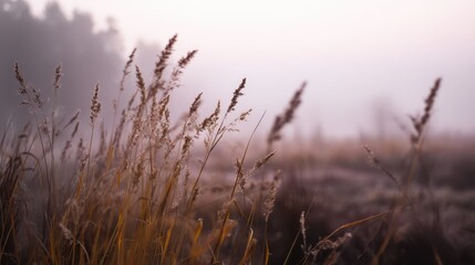 Soft Foggy Morning Light in Nature with Delicate Grass Background