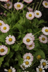 Fototapeta premium white daisies in a garden