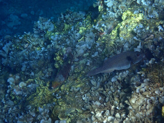 Fondale marino di ognina, siracusa