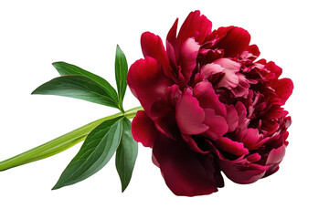 A lush deep red peony flower with vibrant green leaves on a stem isolated on transparent background