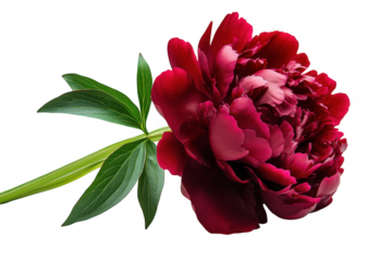 A lush deep red peony flower with vibrant green leaves on a stem isolated on transparent background