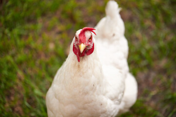 Backyard chickens to offset the high cost of eggs in America!