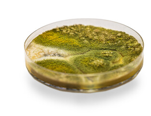 Medical themes: Petri dish showing aspergillus fumigatus