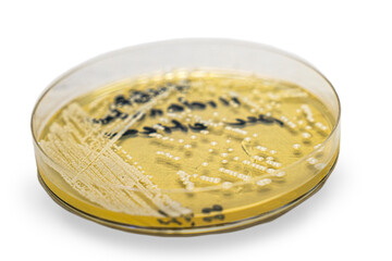 Medical themes: Petri dish showing Candida parapsilosis