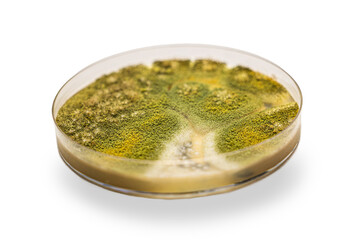 Medical themes: Petri dish showing aspergillus fumigatus