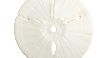 Obraz premium sliced onion on a cutting board