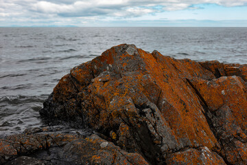 Orange and yellow lichen covering coastal rocks by Irish sea. Natural marine ecosystem with...