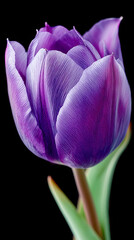 Vibrant purple tulip with delicate petals against a black background showcasing its natural beauty and intricate details