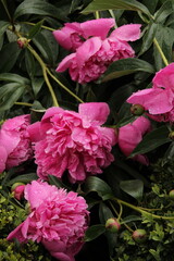 pink peonies
