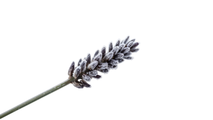 Lavender flower covered in frost crystals on the transparent background, minimalist botanical winter concept, macro nature closeup