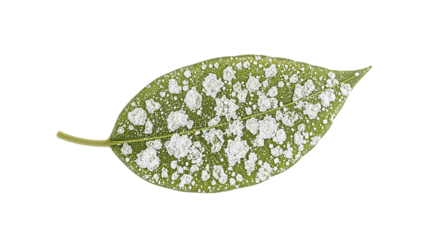 Powdery mildew on green leaf isolated on the transparent background plant disease concept fungal infection agriculture problem macro detail