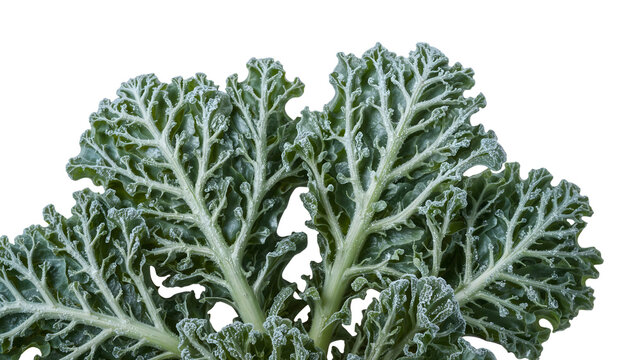 Fresh frosted kale leaf closeup on the transparent background highlighting texture, dew drops, green vegetable, and healthy organic nutrition - Powered by Adobe