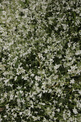 white flowers pattern