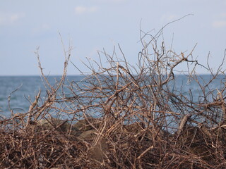 Fototapeta premium dead tree on the beach