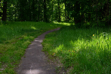 Winding Path Through Lush Green Forest in the shadow