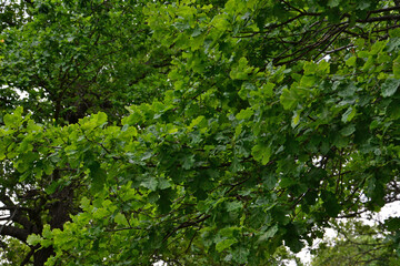 Lush Green Oak Tree Foliage in Bright Sunlight