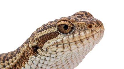 Closeup portrait of brown horned viper head on the transparent background showcasing scales, eye detail, and reptile texture