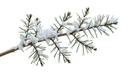 Pine branch covered with fresh snow isolated on the transparent background, winter nature, evergreen tree, frosty climate, seasonal detail