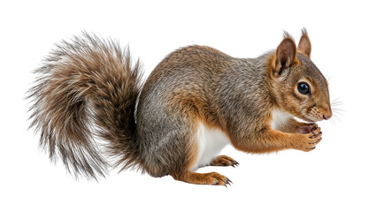Obraz premium Red squirrel with fluffy tail isolated on the transparent background, closeup of adorable rodent holding nut in paws, wildlife mammal detail