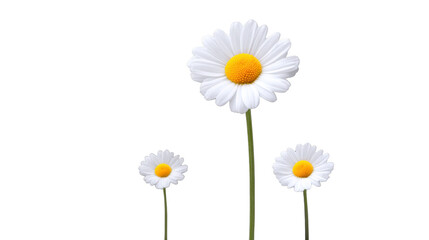Fototapeta premium Bright and cheerful daisies stand tall against transparency background, showcasing their vibrant white petals and sunny yellow centers. These flowers symbolize purity and innocence, adding touch