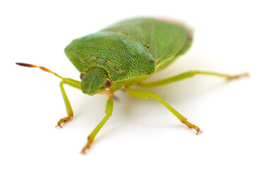 Green shield bug close-up on white background