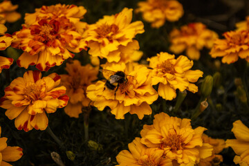 A bumblee pollinating on a yellow flower, Godshill Isle of Wight, UK