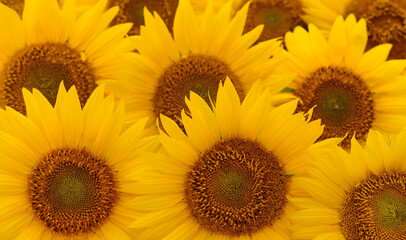 Bright yellow sunflower heads in full bloom close-up