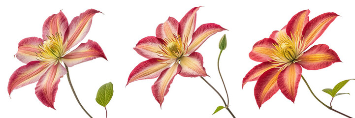 Set of A Clematis red and yellow flower isolated on a transparent background