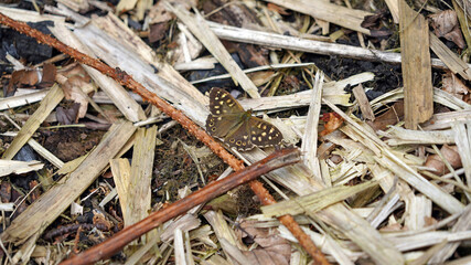 Speckled Wood butterfly resting on the ground, Derbyshire England
