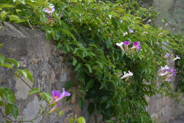 Hyères - Cité Médiévale - Ruelle de la Vielle ville