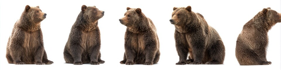Obraz premium Four brown bears sitting, various angles