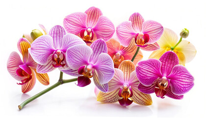 Colorful Orchids in Bloom Isolated On White Background