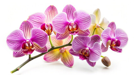 Colorful Orchids in Bloom Isolated On White Background
