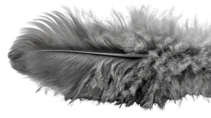 Feather's Grace: A single, elegant feather captured in a moment of tranquil stillness, showcasing delicate detail and textured beauty.