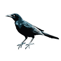 Realistic Common Grackle on white background