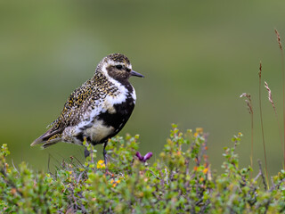 European Golden-Plover Standing on Green Vegetation